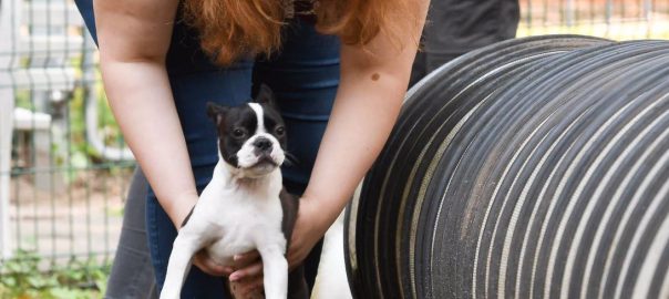 Welpenstunde 02.09.2017