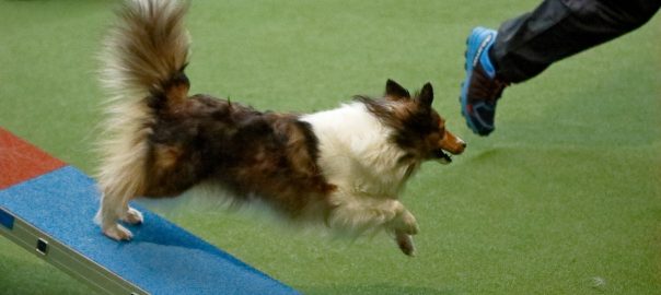 SH-dogsport Cup 18.03.2018