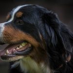 IMG-20180507-WA0003