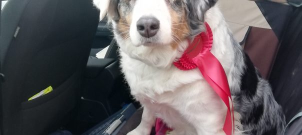 RO-Turnier Kölsche Hundefreunde