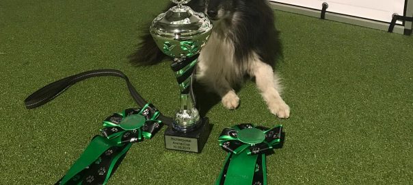 Agility Arena Cup