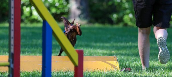Agility-Anfängerkurs beendet – ein Fazit