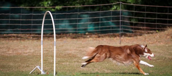 1. Hoopers-Turnier bei uns