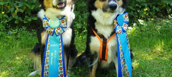 RO-Turnier RallyDogs Dreiländereck