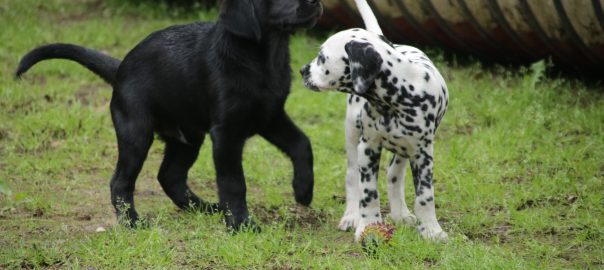 Welpen & Junghunde 05.06.21