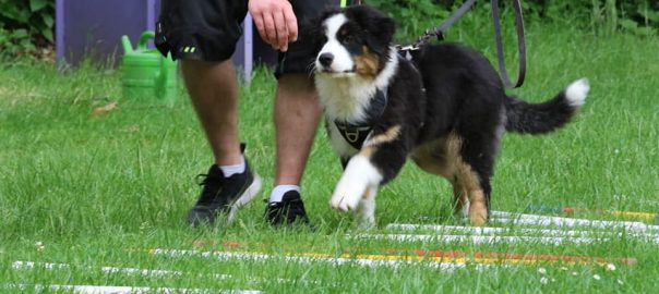 Welpen / Junghunde-Seminar