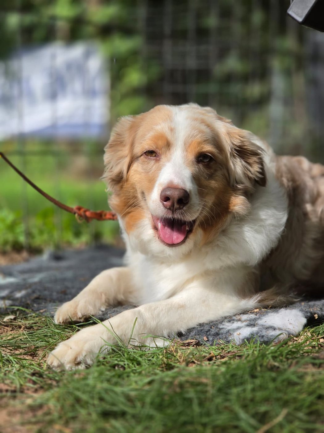 Ein Australian Shepherd liegt auf einer Decke am Rand des Turnierplatzes