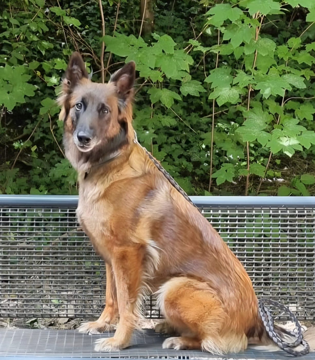 Ein langhaariger Schäferhund sitzt auf einem Gitterrost vor grünem Gestrüpp