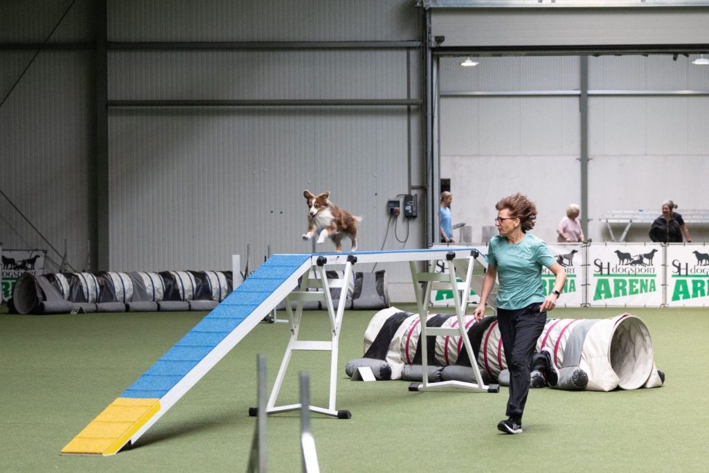 Hund läuft über den Steg, die Hundeführerin begleitet ihn am Parcours