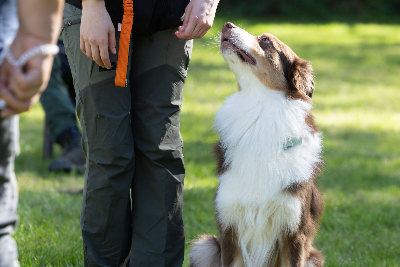 Ein Australian Shepherd sitzt in der Grundstellung und schaut zu seinem Menschen hoch