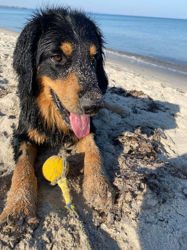 Heimdall liegt mit seinem Ball am Strand